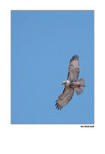 Juvenile Red Taild Hawk